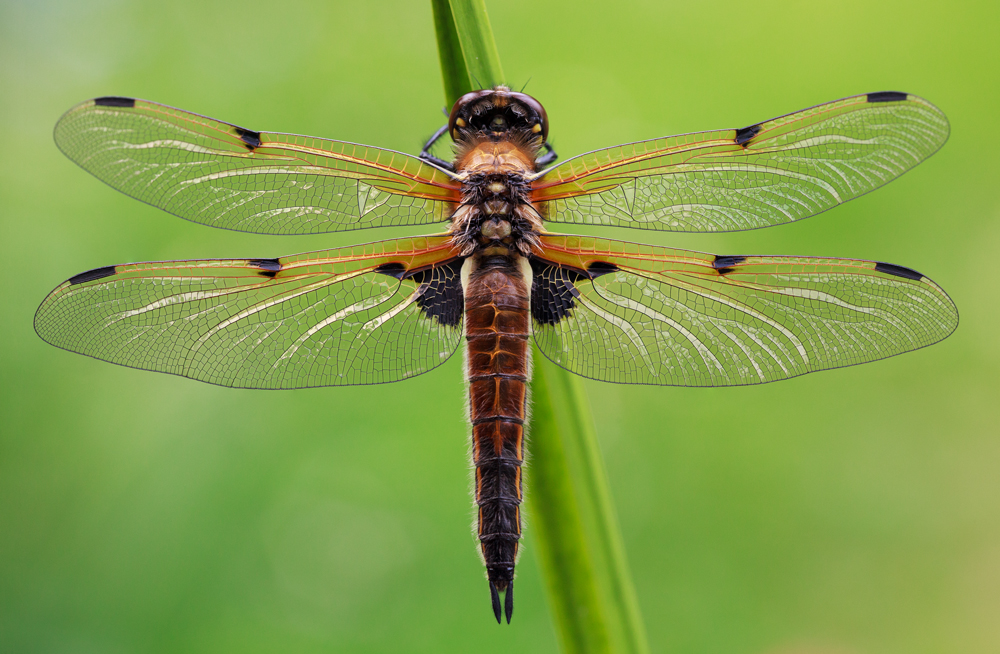 Vierfleck (Libellula quadrimaculata) Draufsicht