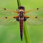 Vierfleck (Libellula quadrimaculata) Draufsicht