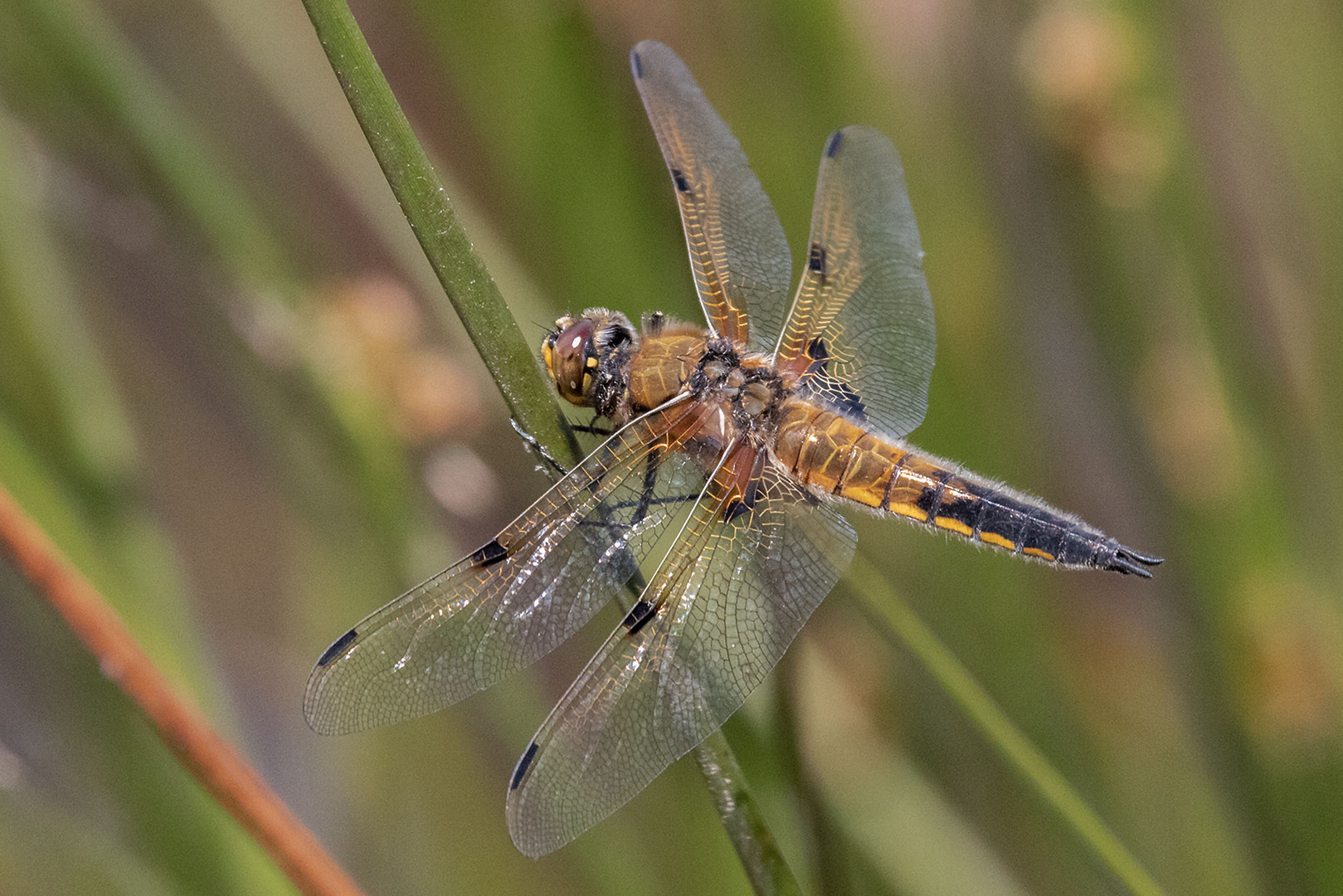 -Vierfleck (Libellula quadrimaculata)-