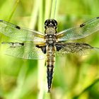 Vierfleck (Libellula quadrimaculata)