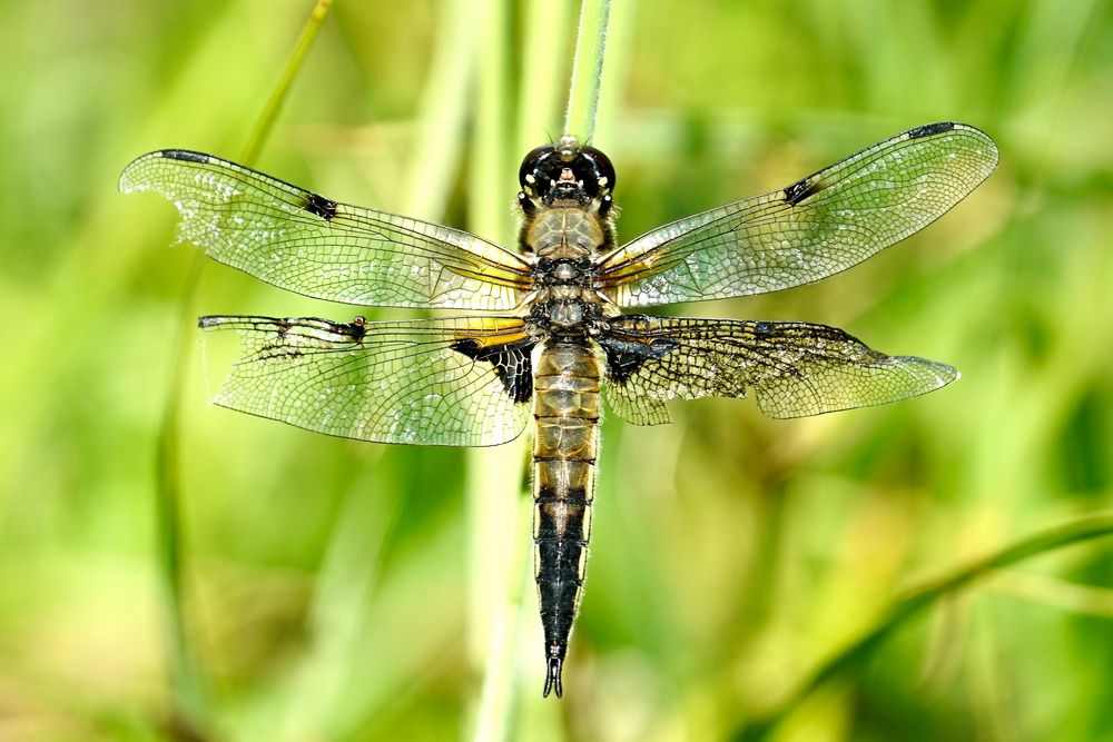 Vierfleck (Libellula quadrimaculata)