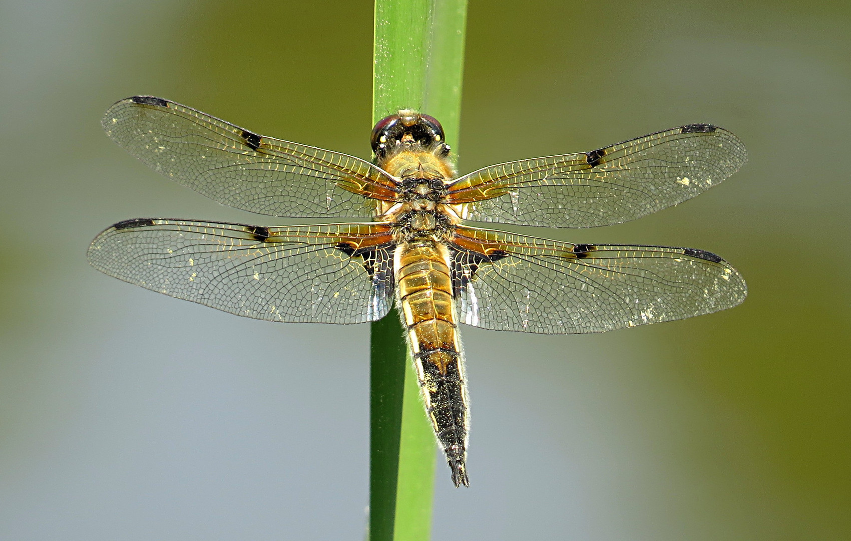 --- Vierfleck (Libellula quadrimaculata) ---