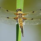 --- Vierfleck (Libellula quadrimaculata) ---