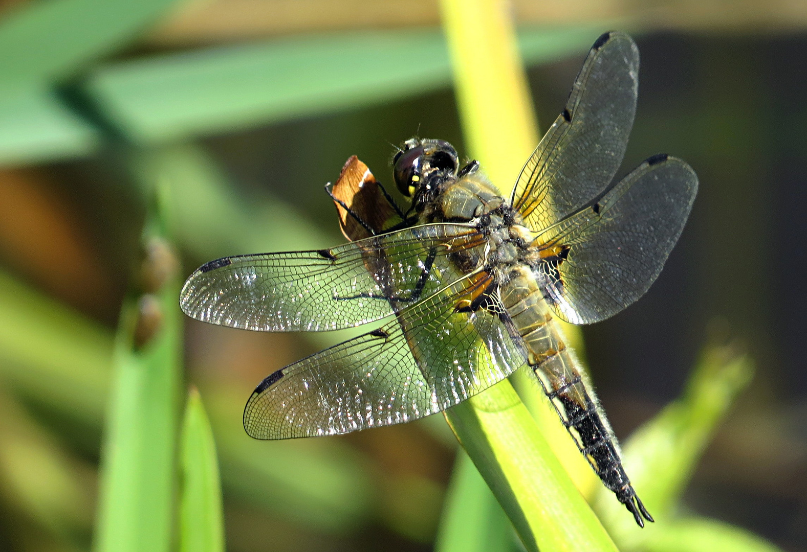 --- Vierfleck (Libellula quadrimaculata) ---