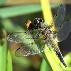 --- Vierfleck (Libellula quadrimaculata) ---