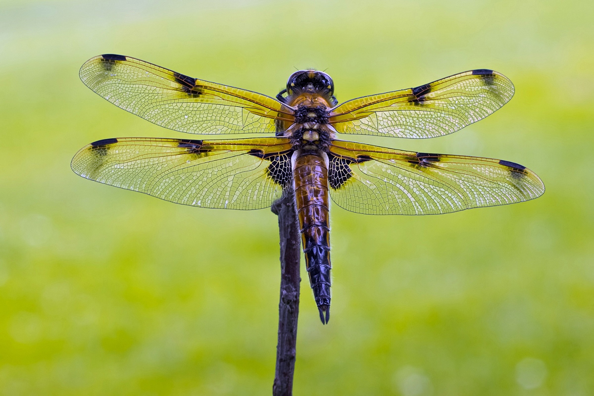 Vierfleck (Libellula quadrimaculata f. praenubila)