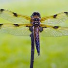 Vierfleck (Libellula quadrimaculata f. praenubila)