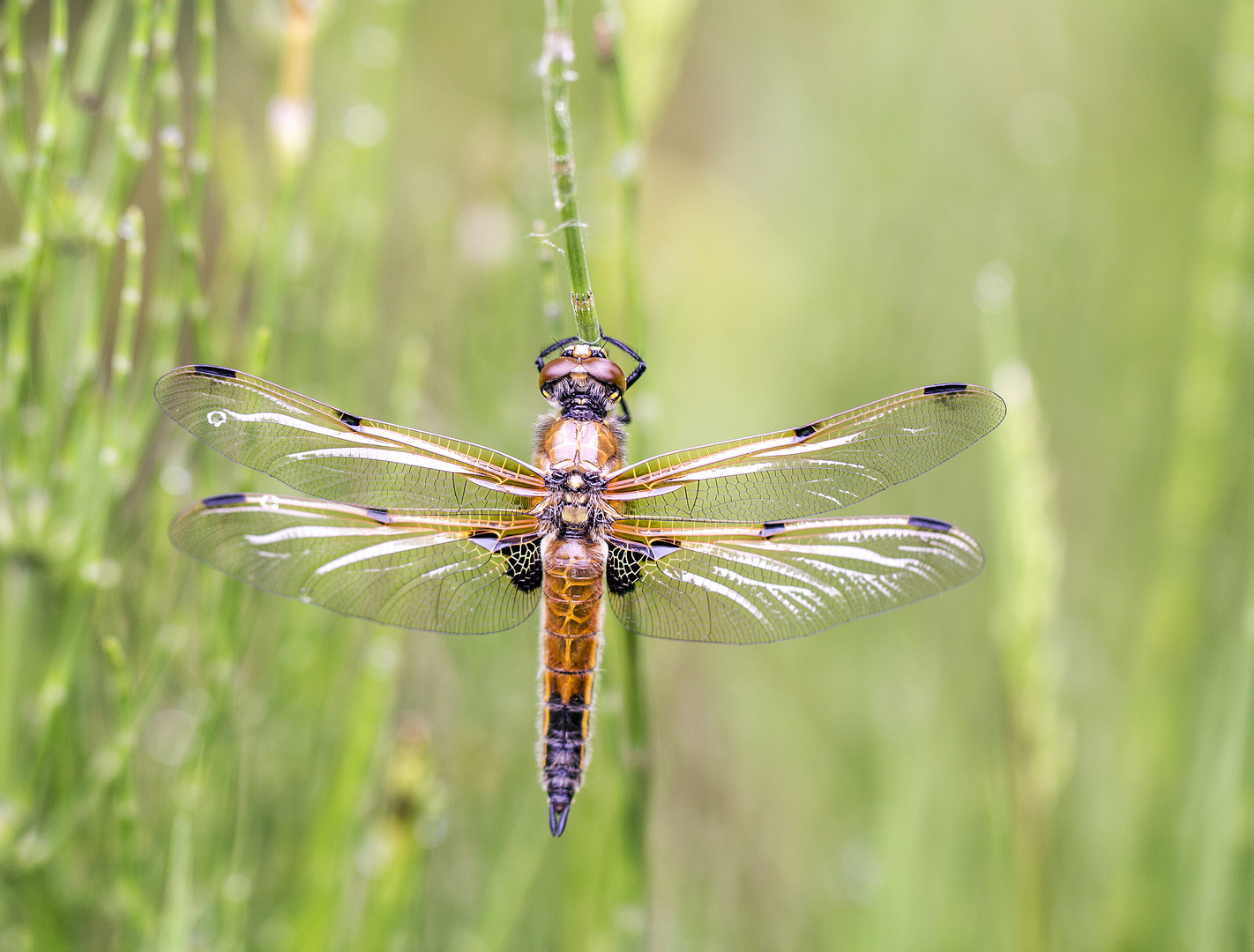 Vierfleck – Libellula quadrimaculata