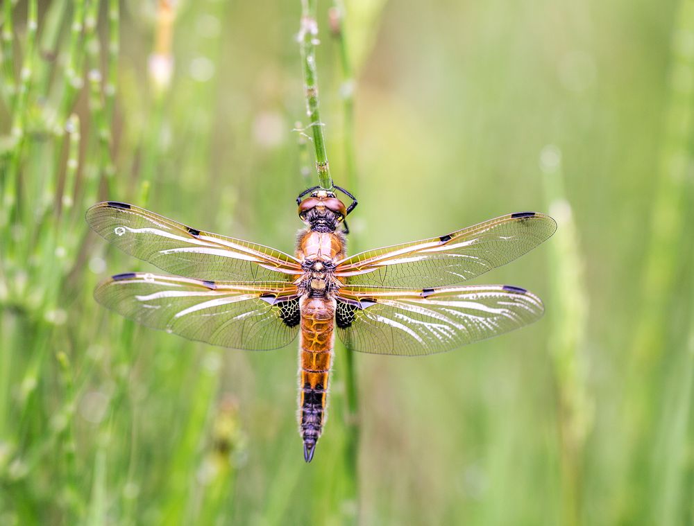 Vierfleck – Libellula quadrimaculata