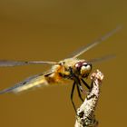 Vierfleck (Libellula quadrimaculata)