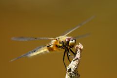 Vierfleck (Libellula quadrimaculata)