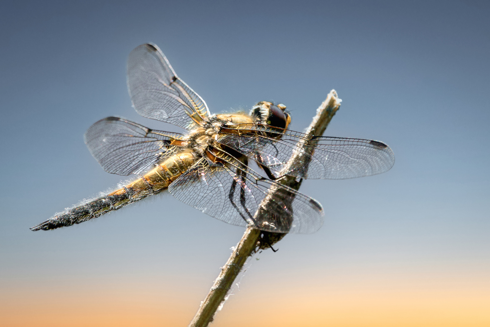 Vierfleck - Libellula quadrimaculata