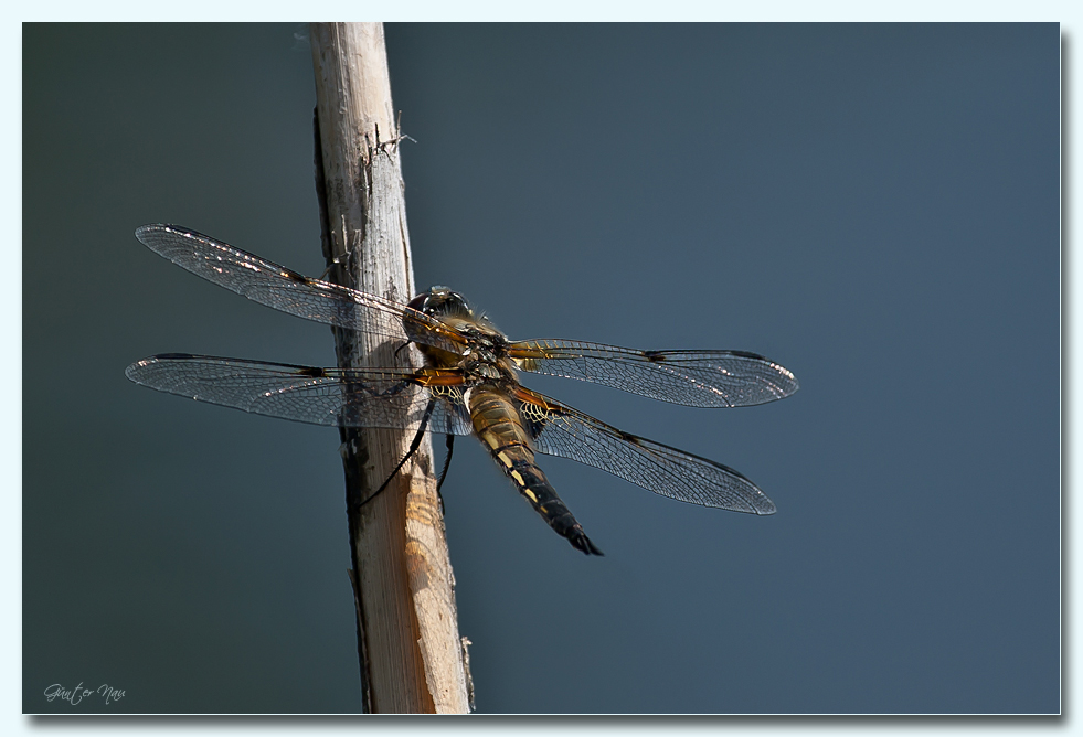 Vierfleck (Libellula quadrimaculata)