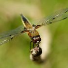 Vierfleck (Libellula quadrimaculata)