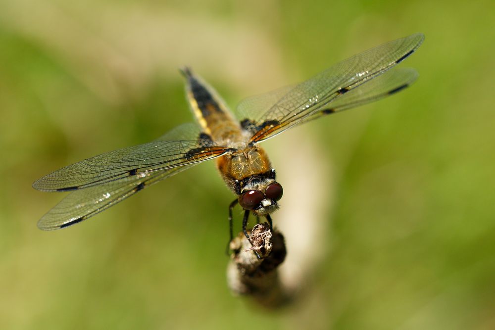 Vierfleck (Libellula quadrimaculata)