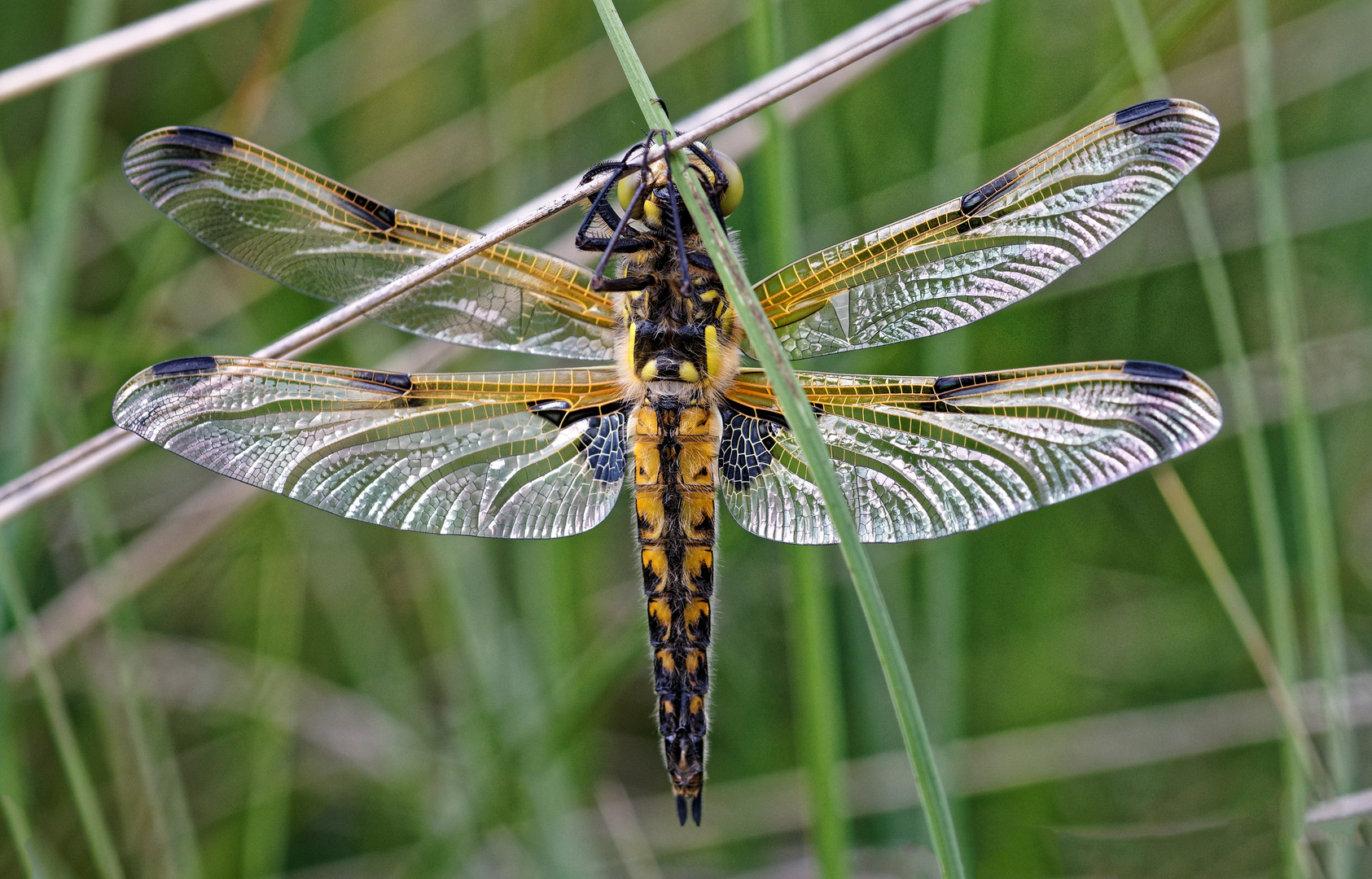  Vierfleck (Libellula quadrimaculata)  (forma praenubila) Von der Unterseite.