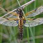  Vierfleck (Libellula quadrimaculata)  (forma praenubila) Von der Unterseite.