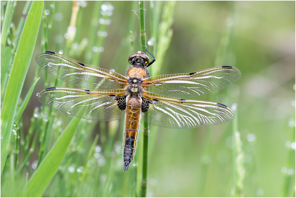 Vierfleck (Libellula quadrimaculata) I/15