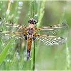 Vierfleck (Libellula quadrimaculata) I/15