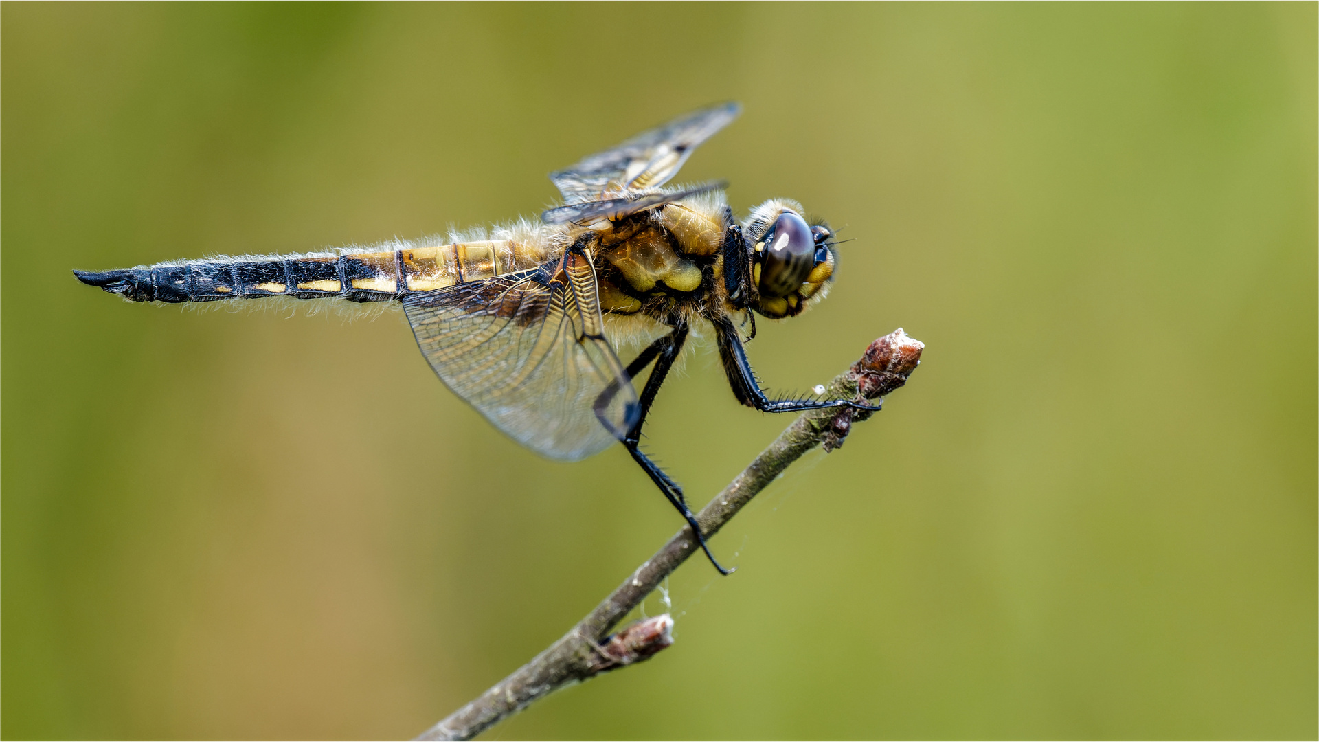 Vierfleck - Libellula quadrimaculata -  im Seitenprofil  .....