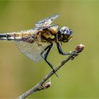 Vierfleck - Libellula quadrimaculata -  im Seitenprofil  .....