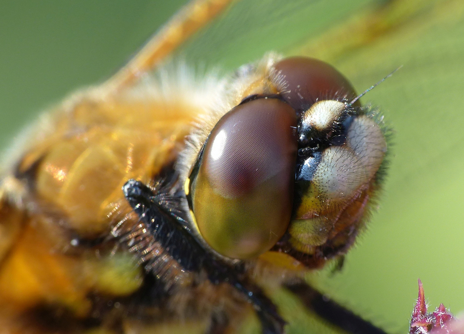 Vierfleck (Libellula quadrimaculata) - Kopfansicht