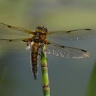 Vierfleck - Libellula quadrimaculata LINNAEUS