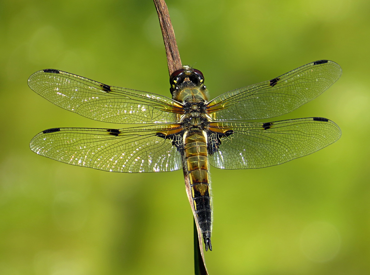 Vierfleck (Libellula quadrimaculata), Männchen