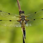 Vierfleck (Libellula quadrimaculata), Männchen