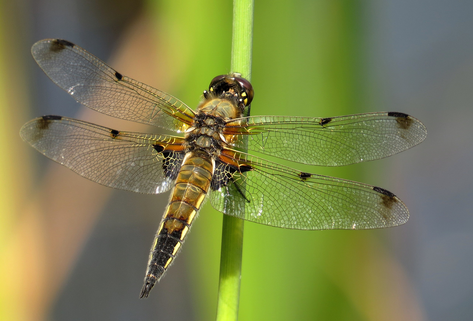 Vierfleck (Libellula quadrimaculata), Männchen