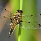 Vierfleck (Libellula quadrimaculata), Männchen