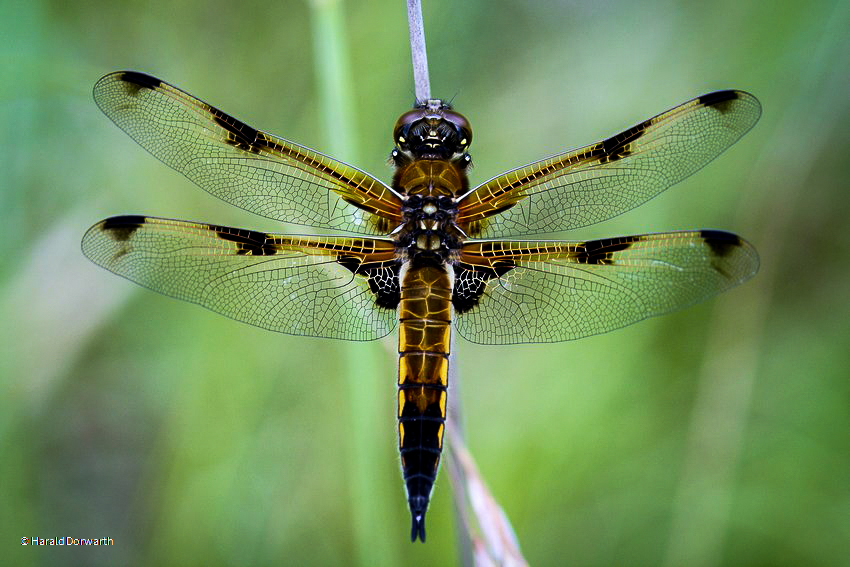 Vierfleck (Libellula quadrimaculata)  Männchen