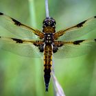 Vierfleck (Libellula quadrimaculata)  Männchen