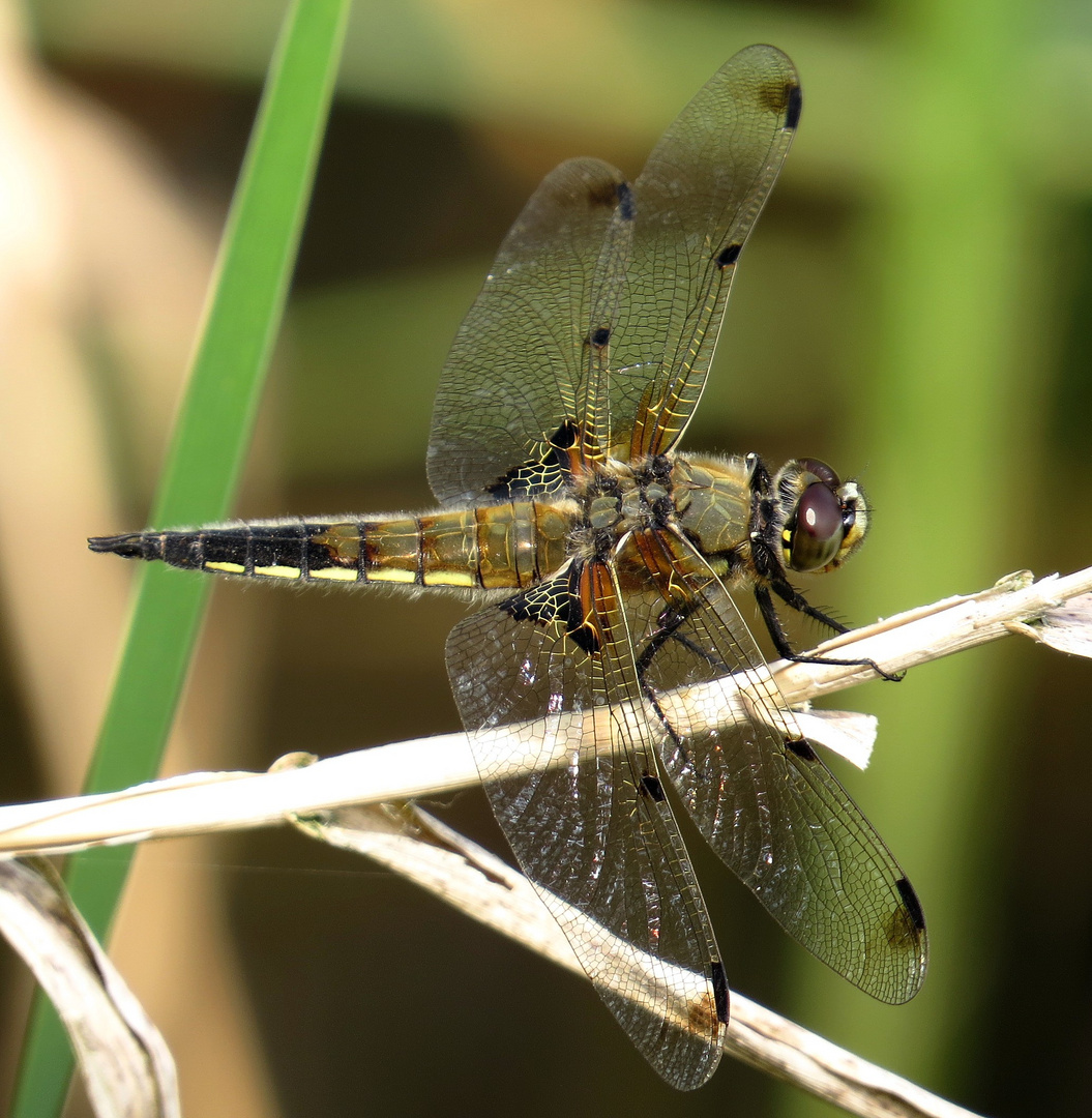 Vierfleck (Libellula quadrimaculata), Männchen