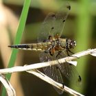 Vierfleck (Libellula quadrimaculata), Männchen