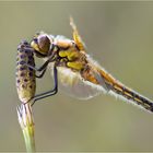 Vierfleck – Libellula quadrimaculata (Männchen)