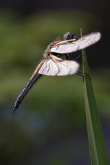 Vierfleck (Libellula quadrimaculata)-männlich