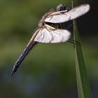 Vierfleck (Libellula quadrimaculata)-männlich