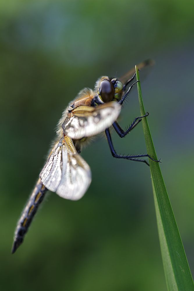 Vierfleck (Libellula quadrimaculata)-männlich