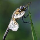 Vierfleck (Libellula quadrimaculata)-männlich