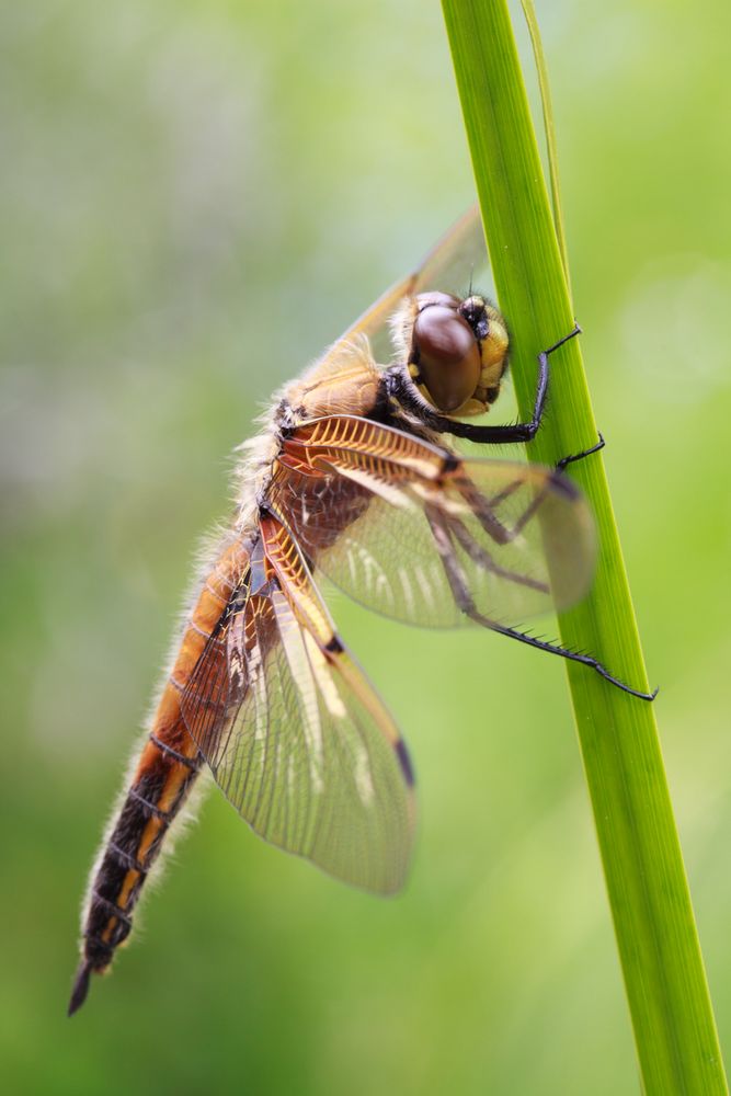 Vierfleck (Libellula quadrimaculata) Seitlich