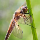 Vierfleck (Libellula quadrimaculata) Seitlich