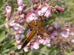 Vierfleck (Libellula quadrimaculata) - von hinten