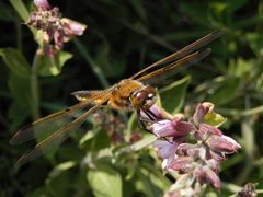 Vierfleck (Libellula quadrimaculata) - von vorne