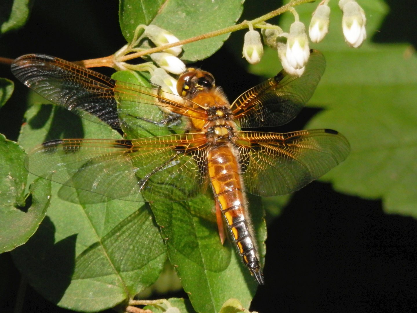 Vierfleck (Libellula quadrimaculata) zwischen den Zweigen