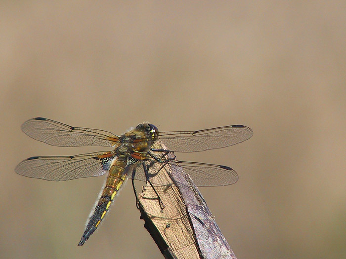 Vierfleck (Libellula quadrimaculata)...heute erstmals gesichtet!!!