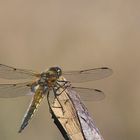 Vierfleck (Libellula quadrimaculata)...heute erstmals gesichtet!!!