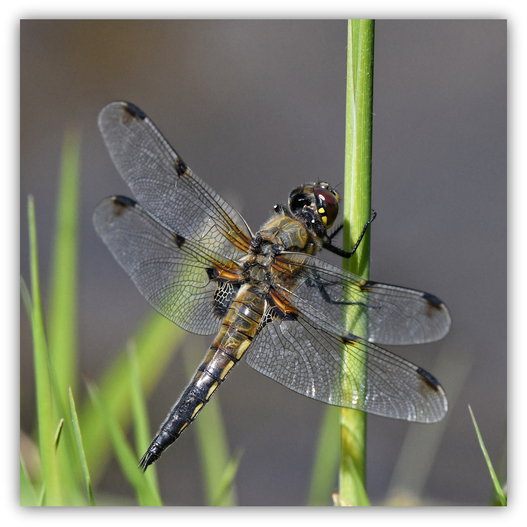 Vierfleck / Libellula Quadrimaculate