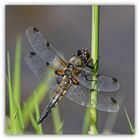 Vierfleck / Libellula Quadrimaculate