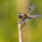 Vierfleck ( Libelulla quadrimaculata ) 